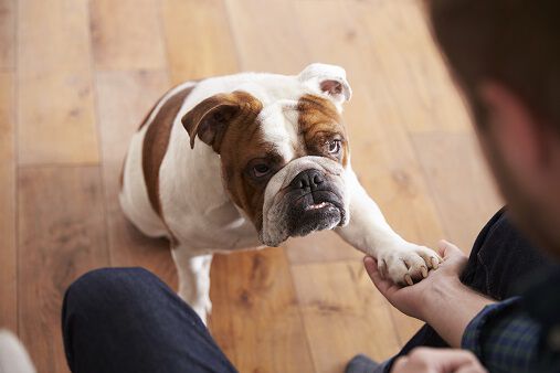 A bulldog touching a person's hand with its paw while looking up, with a wooden floor in the background.
